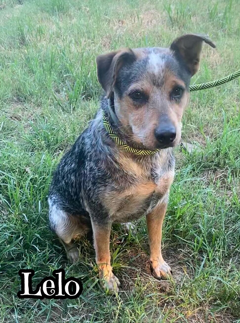 Lelo